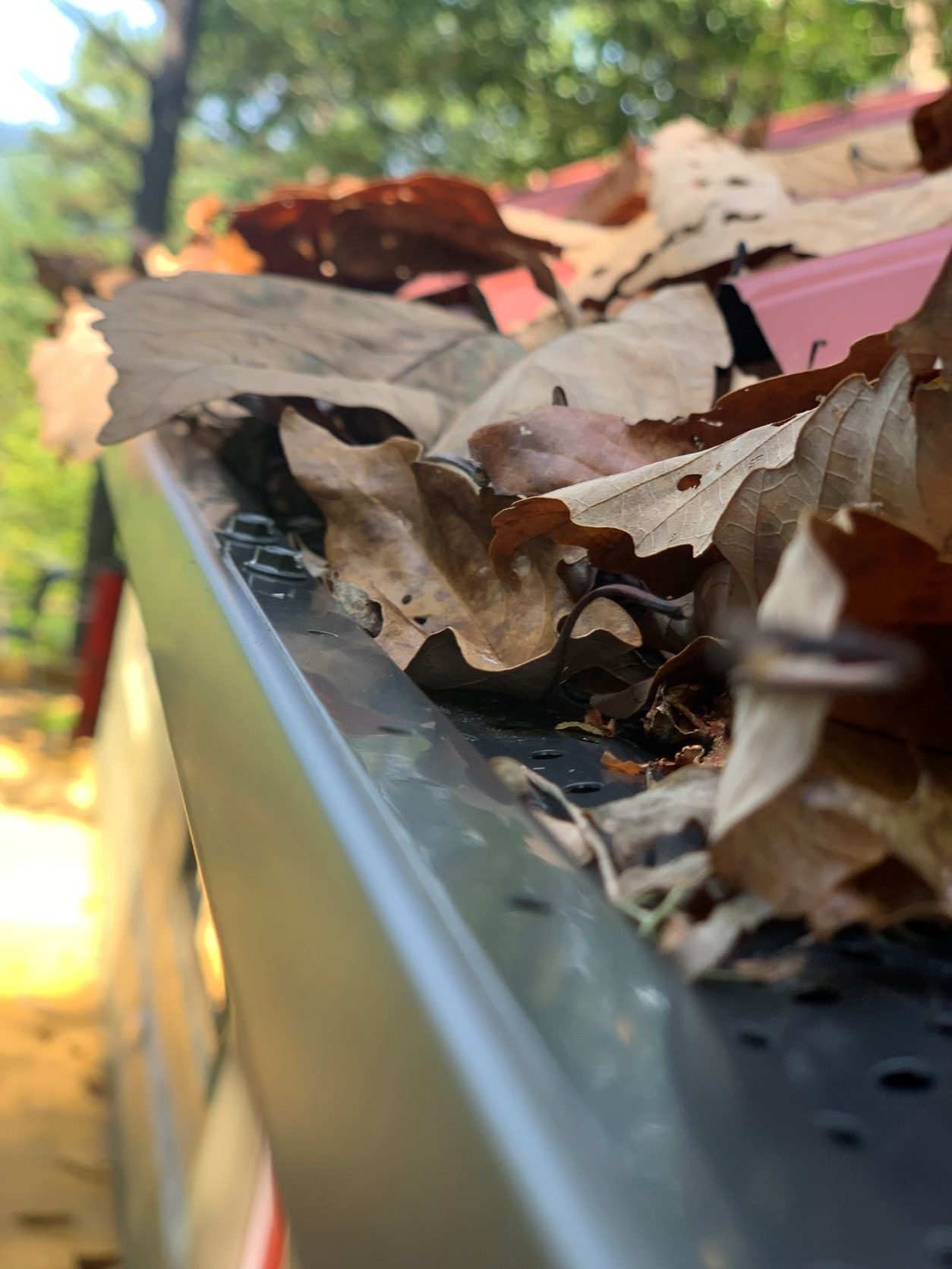 Leaves on leaf guard Leaves piled on top of leaf guard